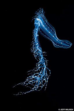 Larval Cusk eel looks blue in color against a black background