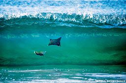 Two devil rays surf in a giant wave