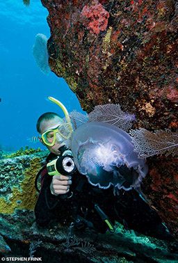 Diver holds light up to jellyfish