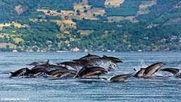 Fraser's dolphin pod breach the water
