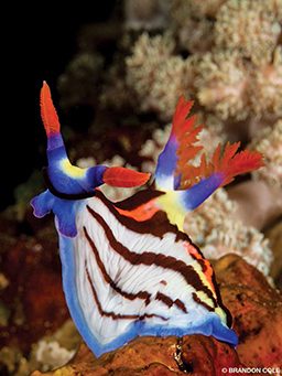 A rainbow nudibranch sea slug has red horns