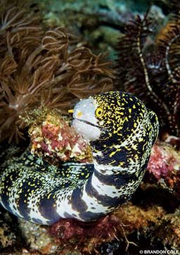 A snowflake moray eel is striped black and white and has yellow speckles. 