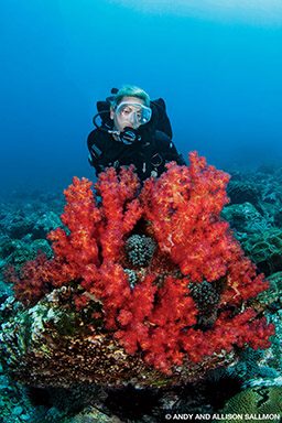 Diver floats up to red coral