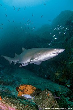 A gray nurse shark floats around a reef