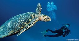 A hawskbill turtle and a diver swim together. They are best friends.