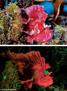 Two images spliced together: On top, a scorpionfish by day. Bottom: A scorpionfish by night.