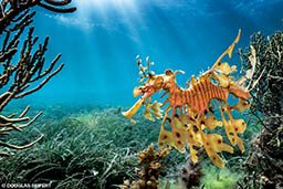 A leafy seadragon is orange in color and looks a bit bored with life