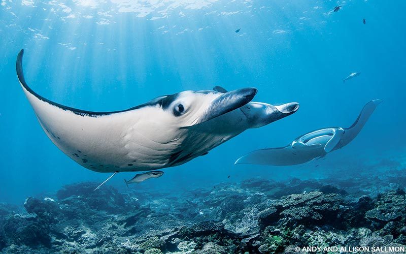 Two manta rays float over an Australian reef