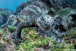 A marine iguana smiles at the camera