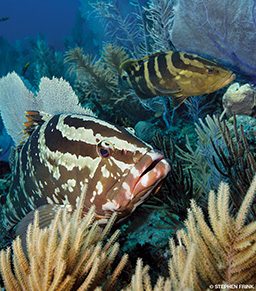 Nassau grouper swim through plants