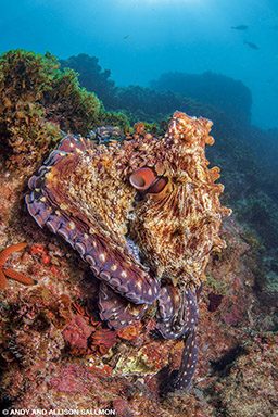 A lumpy brown octopus hunts for food in corals