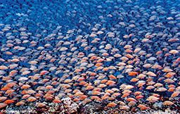 Enormous spawning aggregation of Humpback Snapper float through the ocean