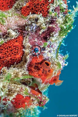 The head of a three-spot frogfish is orange in color and lumpy