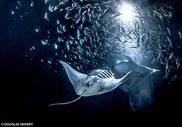 Two manta rays dance at night. They are surrounded by little fish.