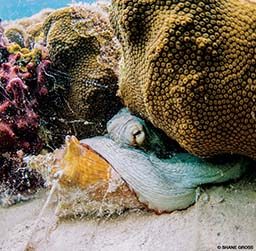 A yellow conch shell is being eaten by another sea creature.