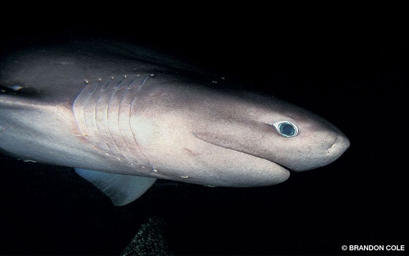 A close-up photo of a bluntnose shark
