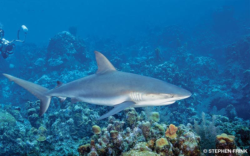 Caribbean reef shark swims above coral