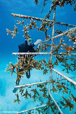 A diver is handling hanging corals in a coral nursery