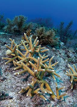 Some corals grow peacefully and get healthy