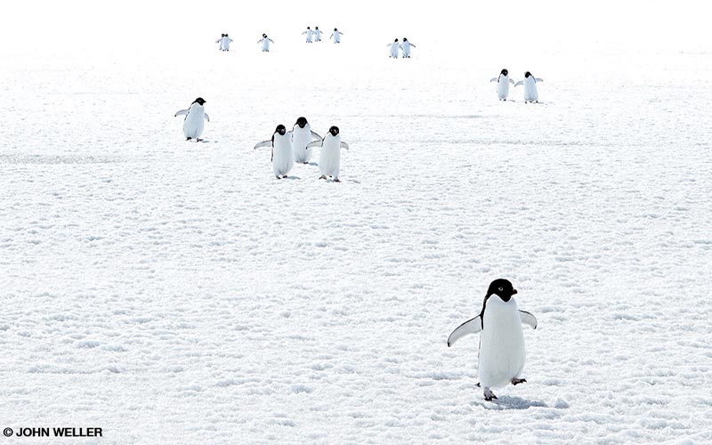 Cute penguins waddle on ice