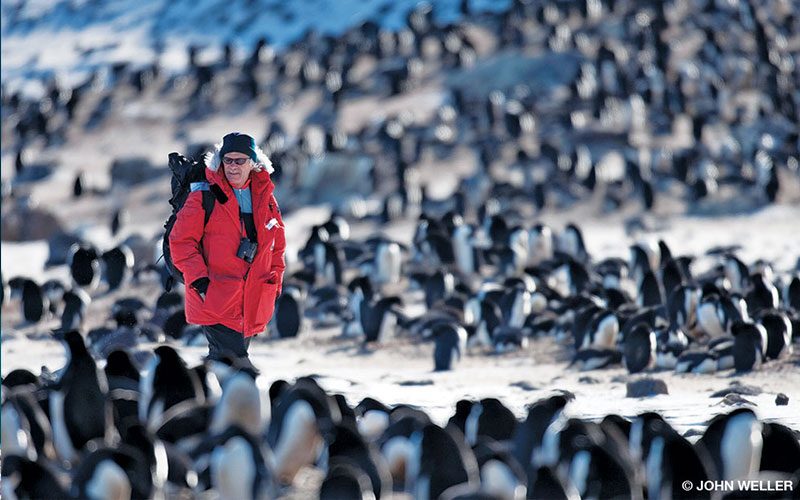 A man in a red coat walks through a giant group of penguins