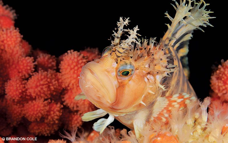 A fish, the decorated warbonnet, floats above some sea life