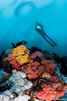 A diver swims above soft colorful corals