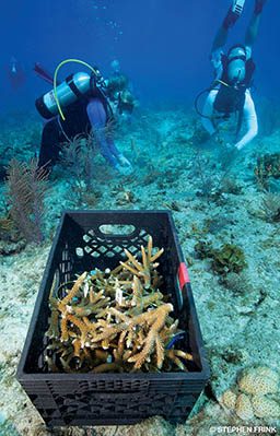 Divers transport crates of corals to a restoration site
