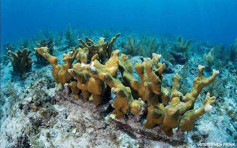 Elkhorn corals sit at the bottom of the sea