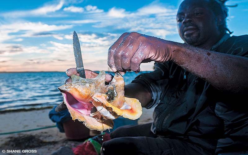 A fisherman removes the conch meat from its shell