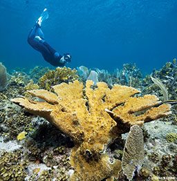 Freediver amongst corals