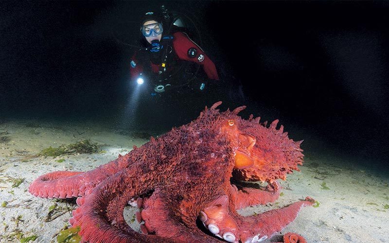 A pink giant Pacific octopus floats near the sand and a diver is in the background