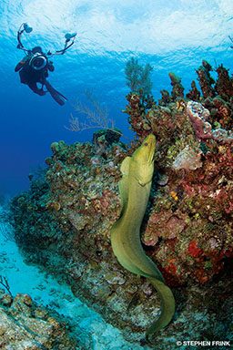 A green moray eel swims up some coral