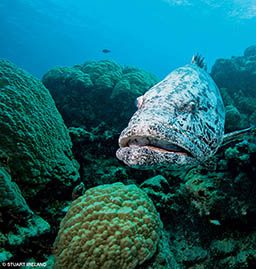 A lazy grouper swims by some yellowing coral