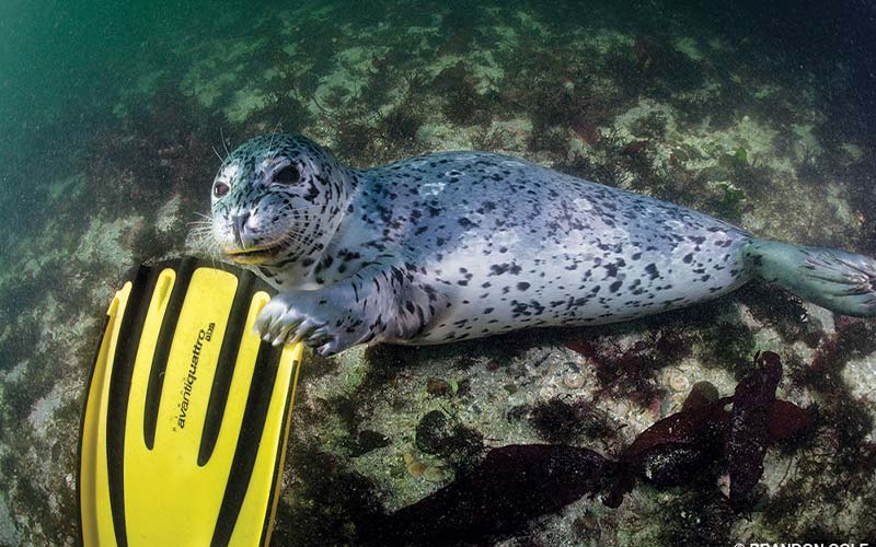 A cute harbor seal is playing with the yellow fin of a diver