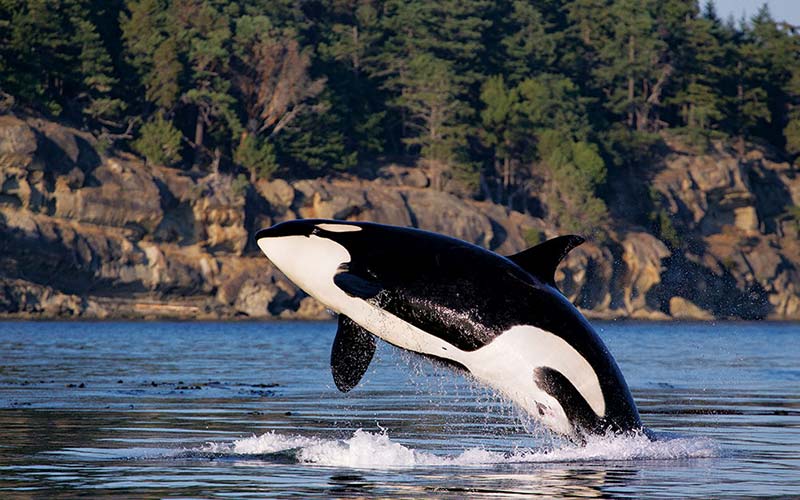A giant orca whale jumps out of water to show off