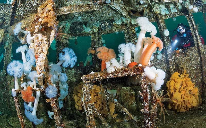 A group of colorful plumose sea anemones inhabit a shipwreck