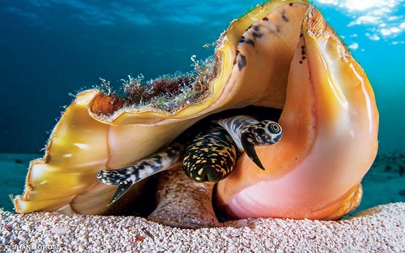 A queen conch peers out of its shell.