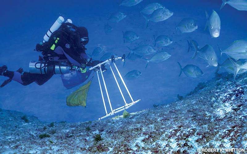 Researcher photographs coral and fish