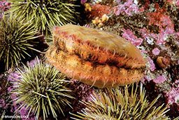 A spiny pink scallop sits in a bed of anemones and urchins 