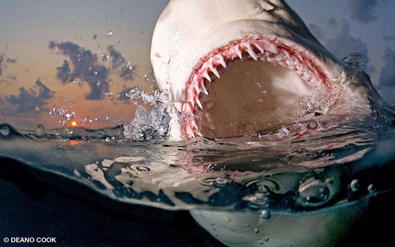 A shark pokes its head above water and shows off its impressive jawline and teeth