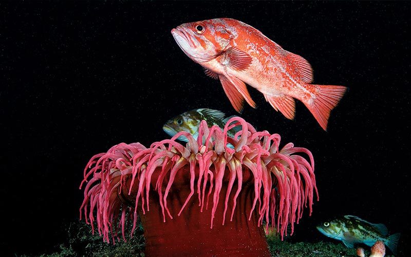 A pink vermillion rockfish swims above a pink anemone