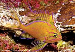 A yellow anthias fish with purple stripes floats through the reef