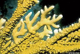 A close-up photo of yellow fuzzy corals