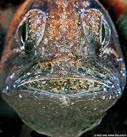 Brooding fish with mouth full of eggs