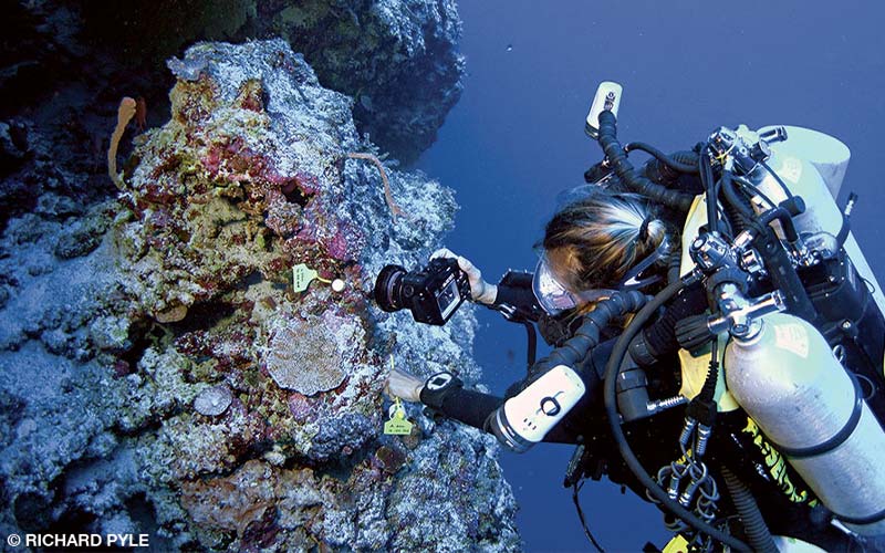 A diver photographs a temperature logger that is lodged into a coral