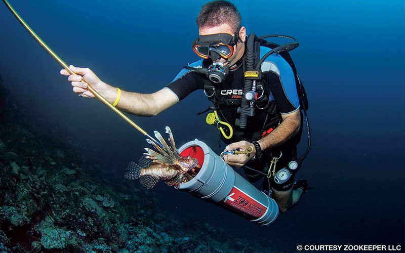 A diver uses a ZooKeeper containment device to safely store a speared lionfish.