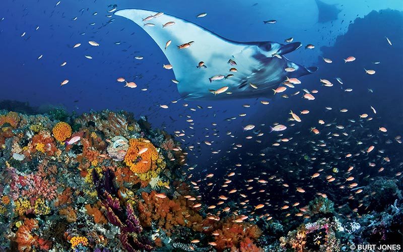 A manta ray feeds happily on little fish