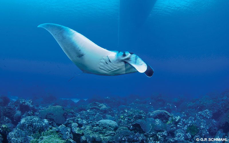 A giant manta ray swims