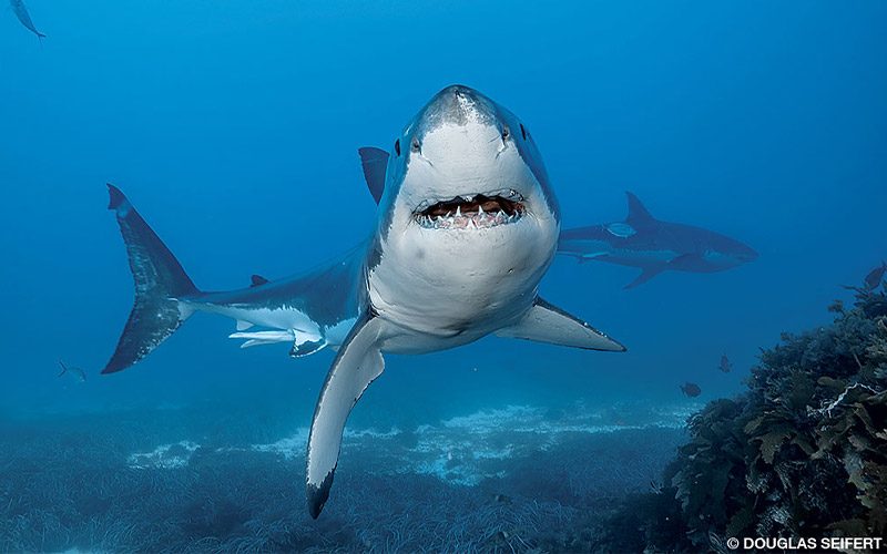 With other sharks in the background, a great white shark smiles to the camera. It's ready for its close up